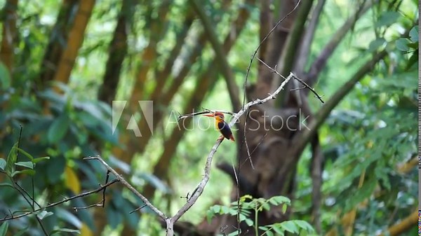 Black backed dwarf kingfisher flying out from a branch. Ceyx erithaca