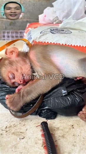 Monkey vs millipede showdown guess who wins this hilarious battle! #shorts #millipede #monkey