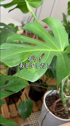 【モンステラ初心者】#モンステラ#植物初心者🔰#観葉植物のある暮らし#観葉植物の育て方
