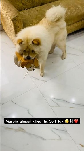 Murphy Almost Killed The Soft Toy | Chow Chow Puppy Destroyed His Toy | Chow Chow Puppy Cute Video