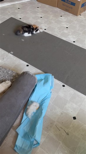 TDSTV!!! I often feel like everyone must notice my clutter and mess in videos. However, when you see the joy some dog fluff brings - I’d say you’d be willing to leave “garbage” on the floor for a while too. 😂😂😂 These kids crack me up! And this may be the first official time Sampson played!!!!! Titus has definitely been thinking - the kittens have each other now. My duty is complete 💗 (Oops! Just realized I said “brush Sampson” instead of Titus! - time for coffee!!!) | Beyond Sanctuary