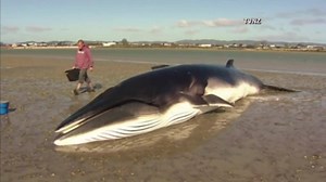 BEACHED WHALE SET FREE: A group of volunteers descended on a New Zealand beach today hoping to rescue a 26-foot Antarctic minke whale stranded there for six hours. Thankfully, the whale was saved and is swimming freely once more. | NBC Nightly News with Tom Llamas
