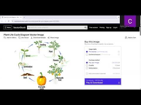 A Life Cycle of a Plant Explained
