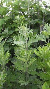 green wormwood (Artemisia absinthium) bush grows in the wild Stock Video