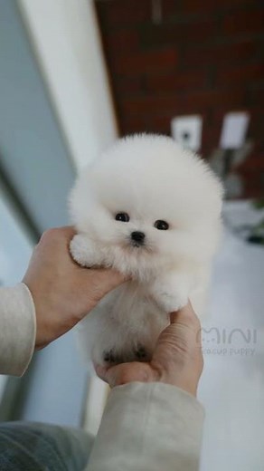White teacup pomeranian 'BOBBY' │Miniteacuppuppy