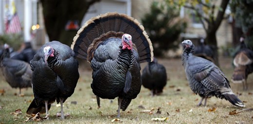 Wild turkey numbers are falling in some parts of the US – the main reason may be habitat loss