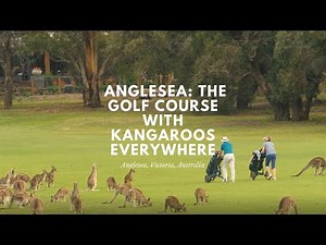 Anglesea Golf Club: The Golf Course With Kangaroos Everywhere