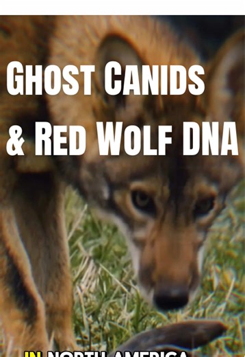 Gulf Coast ghost canids and the future of red wolf conservation @colossal #animals #evolution #learnontiktok #wolf #conservation