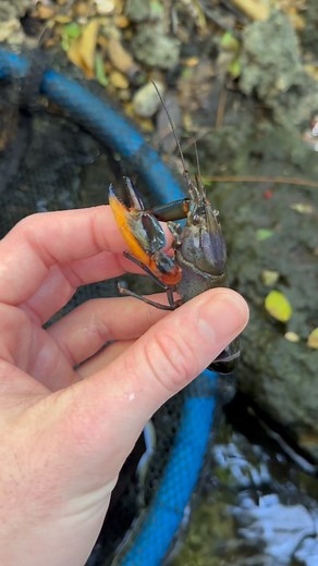 Bobby Botsford on Instagram: "Exploring a creek for rare fish! #fish #animal #wildlife #crawfish #rarefish #gourami #eel #gar #aquarium #exoticfish #crazy #fishing #bassfishingproductions #alligator #creek #bluecrawfish"