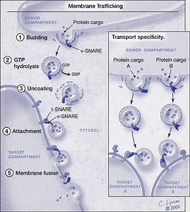 Membrane fusion and organelle formation - Lasker Foundation