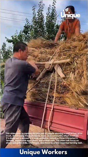 Securing hay: people loading and securing hay on a truck
