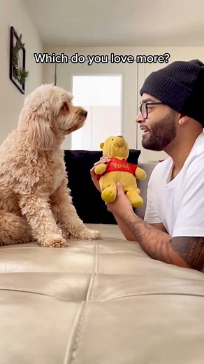 Luna The Mini Cockapoo on Instagram: "A pure classic 梁 #dogs #puppylove #minicockapoo"