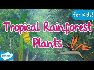 Plants of the Tropical Rainforests | Tropical Plants | Rainforests