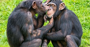 Origin of Human Language Doesn't Have Roots in Chimp Vocalizations