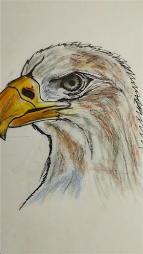 Realistic Eagle Drawing|my drawing#bestdrawing#realisticdrawing#artwork#eagle
