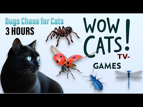 Cat Games 😺 Ultimate Bug Chase Adventure 🐞🦋 The Best Video for Cats