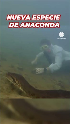 DESCUBREN nueva ESPECIE de ANACONDA GIGANTE en el AMAZONAS