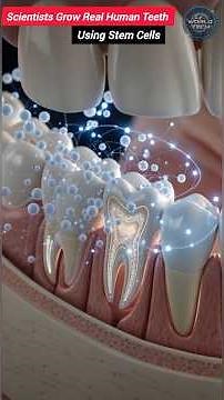 Scientists Grow Real Human Teeth Using Stem Cells