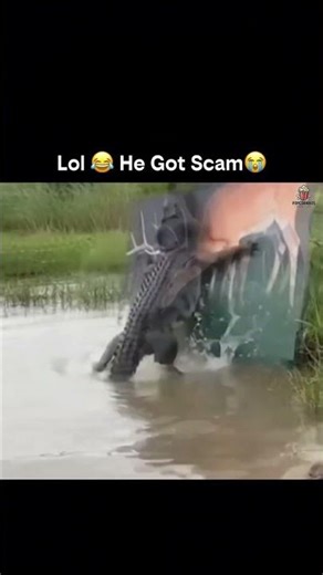 You Won't Believe How This Deer Outsmarted a Crocodile #wildlife #shorts #insane