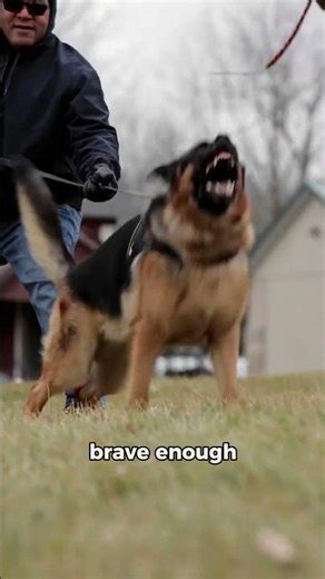 3 Dogs That Could Stop a Criminal in Seconds...