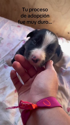 Adopción de un Border Collie: Nuestro viaje emocionante
