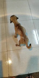 29K views · 2.4K reactions | WARNING! HEARTBREAKING!! I have never...