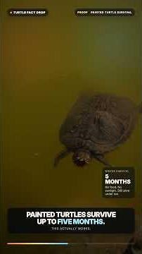 Turtles Can Breathe Through Their Butt? Real Turtle Science Explained #petturtle #aquarium
