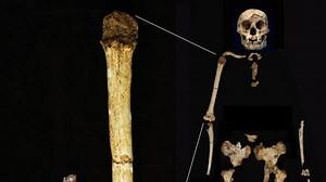 700,000-year-old remains of miniature humanoid discovered
