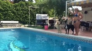 65K views · 1.3K reactions | Golden Retriever on Reels | Facebook