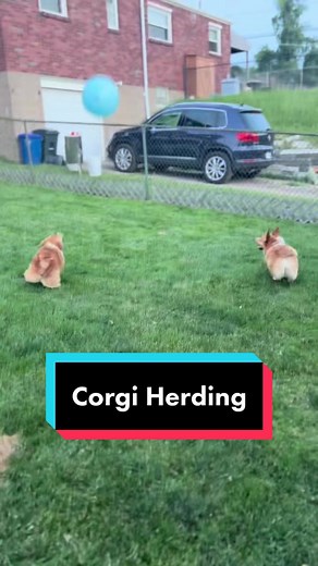 Ginny & Gryffindor on TikTok