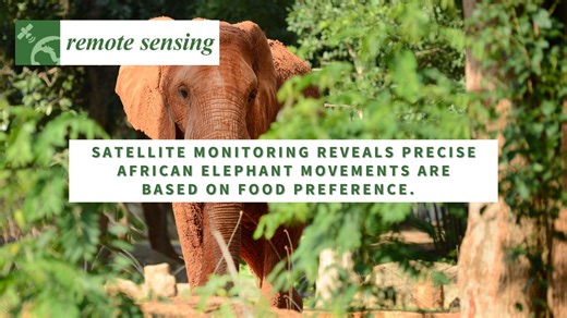 Researchers enhance wild African elephant monitoring with high-resolution satellite imagery, examining how plant diversity influences their movements. These insights may be critical in helping conservationists predict potential human-elephant conflict hotspots, particularly where favoured plants overlap with human settlements. In the rural community of Sagalla in Tsavo Kenya, a known hotspot for crop-raiding elephants, the not-for-profit Save the Elephants worked in collaboration with researcher