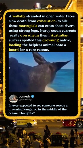 Why This Wallaby Was Swimming In The Ocean! 🦘 #Wildlife #Nature #Australia