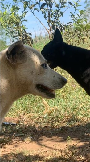 Hunting dogs🦮❤️#short