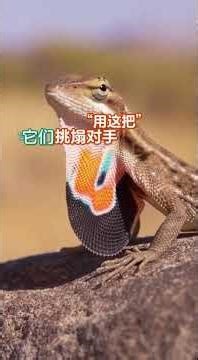 前一秒疯狂撩妹，后一秒拔腿就跑 #animals #adorably #cute#shorts