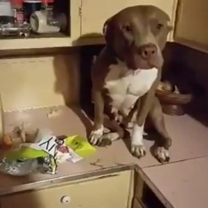 35K views · 1.4K reactions | When you're caught red handed but still maintain your innocence @Dose | Pocket Pitbulls | Facebook
