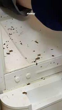 COCKROACH EXTERMINATION. The most effective method 👌🏼