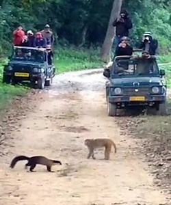 🤣🤣Funniest battle I've ever seen. #Animal | Soul