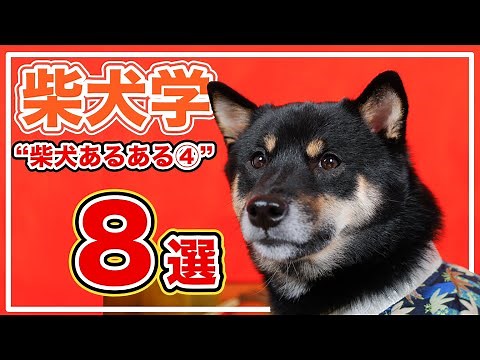 なお一層柴犬のことが超わかる「柴犬あるある」８選 - 柴犬の可愛い特徴・特性・性格まとめ【柴犬学】