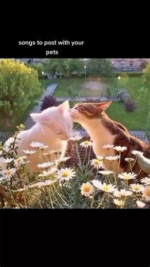 Songs for Instagram Stories With Your Pets