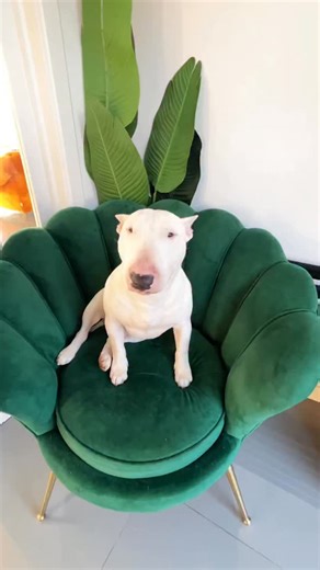 Shellie on Instagram: "Outfit check with a little cameo from Fred 🐶 He’s always my little helper or rather the cutest audience! This was pre snow, we are now thick of snow in Newcastle and it was -2 this morning! I also really cannot be arsed to take my trees down either, why is it exciting putting them up but a chore taking them down 🫠 Wearing my black barrel leg denim joggers again because they have an elastic waist and it’s needed 🤣 but they’re also just the comfiest throw on and go with e
