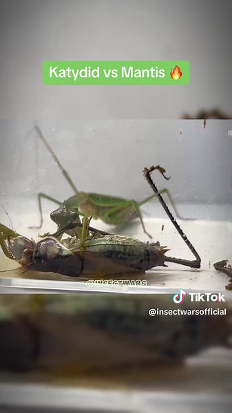Giant Katydid vs. Praying Mantis: The Ultimate Clash
