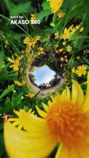 💐Watch how I capture this sea of flowers with AKASO 360…