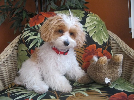 Papipoo (Papillon-Poodle Mix) Info, Temperament, Care, Pictures