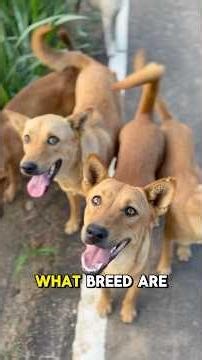 What is a “non-breed” dog? #dogshorts #dogrescue #streetdog