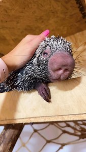 1.3K views · 1.2K reactions | Myth Busted: porcupines can’t actually...