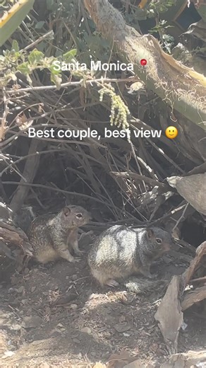 Best view of Los Angeles! Honestly, they picked a pretty perfect view 🌊🐿️ #SantaMonica #OceanView #CuteMoments #NatureByTheSea #GoodVibes