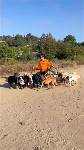 DOGEX: all dogs all the time #dogsocialization #dogsplaying #dogfriends #dogs #fun