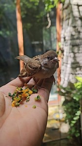 My rescued baby Eurasian tree sparrow Zephyr tries veggies for the first time and is officially eating solids on her own. Weaning birds can be a tough process but with her, it's been quite easy. She is currently loving her days spent with my 9ther songbirds in our giant home aviary. 🐦 | Mikey Bustos