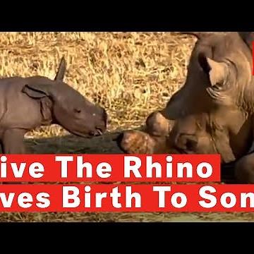 Olive The White Rhino Gives Birth To Adorable Baby Calf