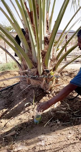 Caring for Your Palm Tree: Essential Watering Tips